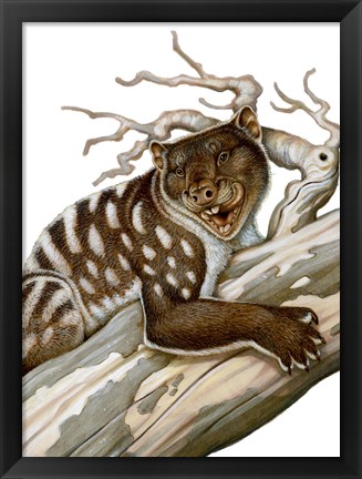 Framed Thylacoleo, a Marsupial Lion from the Pleistocene Age Print