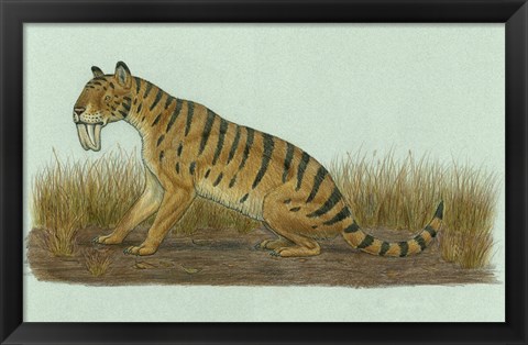 Framed Thylacosmilus Atrox Print