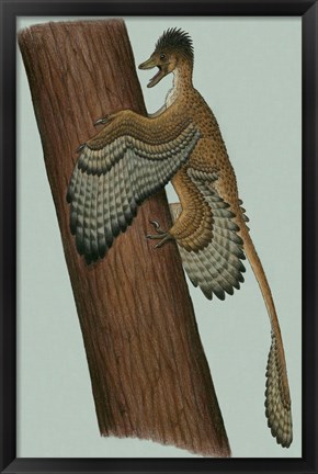 Framed Microraptor Gui Print