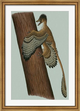 Framed Microraptor Gui Print