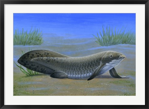 Framed Ceratodus Print