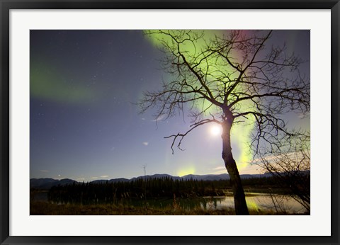 Framed Aurora Borealis with Tree and Pleiades, Yukon, Canada Print