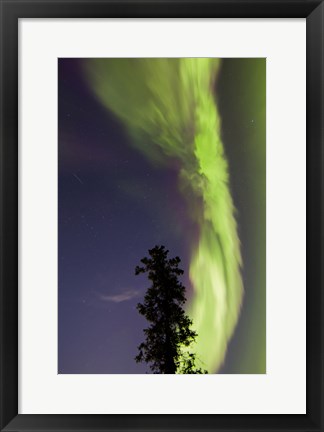 Framed Aurora Borealis with Tree and Shooting Star, Yukon, Canada Print