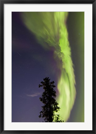 Framed Aurora Borealis with Tree and Shooting Star, Yukon, Canada Print