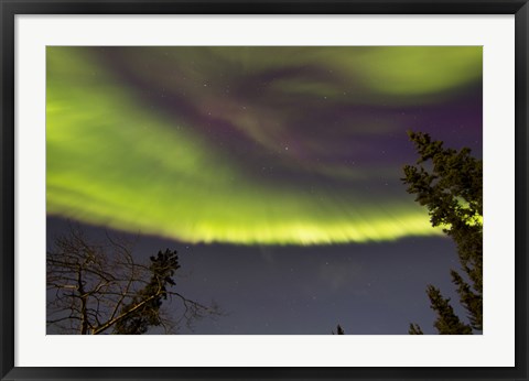 Framed Aurora Borealis with Trees, Yukon, Canada Print