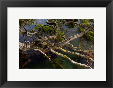 Framed New Zealand, Silver Beech tree branches Print