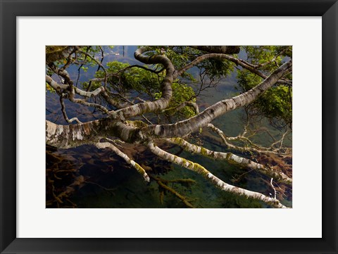 Framed New Zealand, Silver Beech tree branches Print