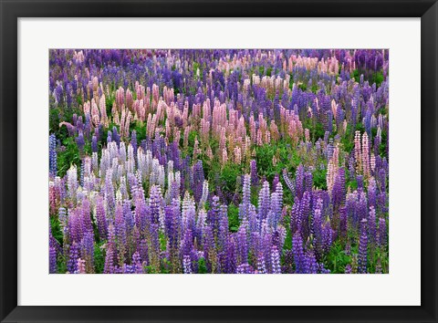 Framed Lupine flowers in Fiordland National Park, South Island, New Zealand Print