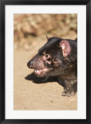 Framed Head of Tasmanian Devil Print