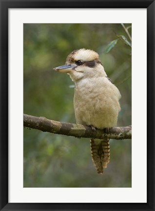 Framed Kookaburra Bird, Tasmania, Australia Print