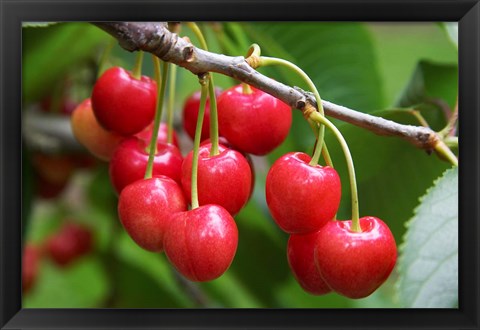 Framed Cherries, Orchard near Cromwell, Central Otago, South Island, New Zealand Print