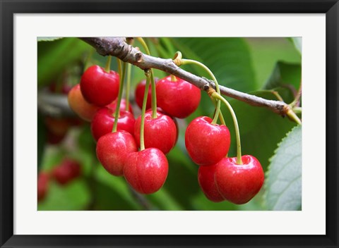 Framed Cherries, Orchard near Cromwell, Central Otago, South Island, New Zealand Print