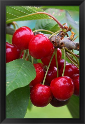 Framed Cherry Orchard, Central Otago, South Island, New Zelaland Print