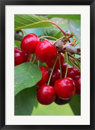 Framed Cherry Orchard, Central Otago, South Island, New Zelaland Print