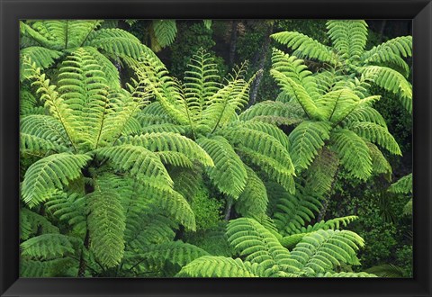 Framed Ferns, AH Reed Memorial Kauri Park, Whangarei, Northland Print