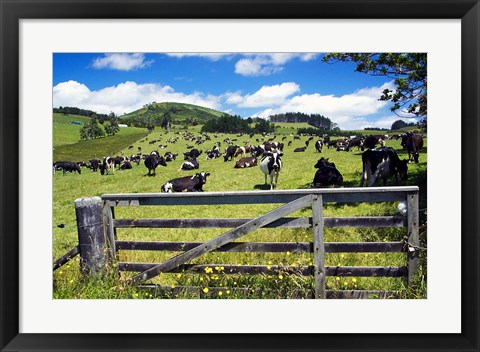 Framed Gate and Dairy Farm near Kaikohe, Northland, New Zealand Print