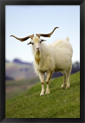 Framed Goat, Taieri, near Dunedin, South Island, New Zealand Print