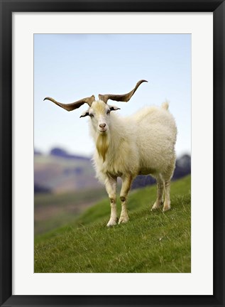 Framed Goat, Taieri, near Dunedin, South Island, New Zealand Print