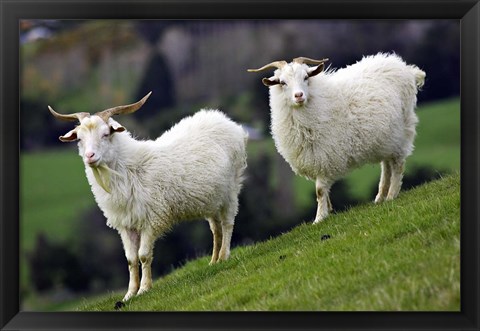 Framed Pair of Goats, Taieri, South Island, New Zealand Print