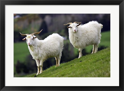 Framed Pair of Goats, Taieri, South Island, New Zealand Print