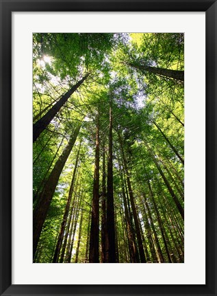 Framed Redwood Forest, Rotorua, New Zealand Print