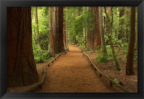 Framed Path through Redwood Forest, Rotorua, New Zealand Print