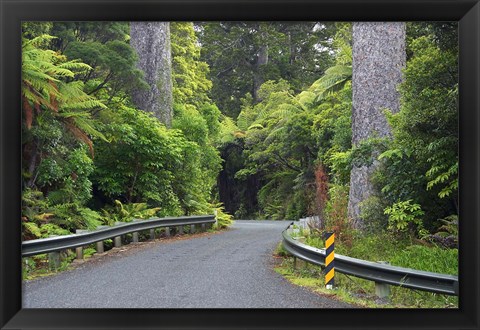 Framed Road between Kauri Trees, Waipoua Kauri Forest, Northland, New Zealand Print