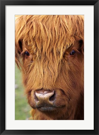 Framed Scottish Cow, Deer Park Heights, Queenstown, South island, New Zealand Print