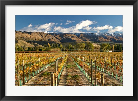 Framed Vineyard and Pisa Range, Cromwell, Central Otago, South Island, New Zealand Print