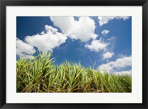 Framed Pioneer Valley-Sugar Cane Field, , Marian, Whitsunday Coast, Queensland Print