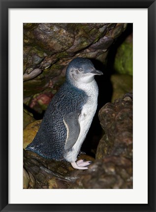 Framed Australia, Bass Strait, Little blue penguin Print