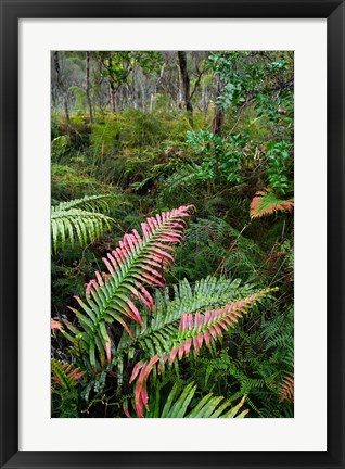 Framed Waipoua Forest, North Island, New Zealand Print