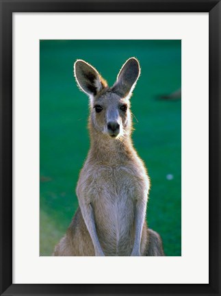 Framed Australia, Yamba Golf Course, Eastern Grey Kangaroo Print