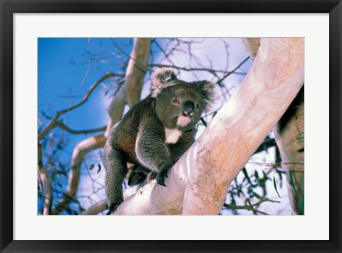 Framed Australia, Kangaroo Isl, Koala bear, eucalypytus tree Print