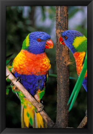 Framed Australia, Pair of Rainbow Lorikeets bird Print