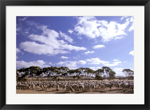 Framed Sheep Station, Kangaroo Island, South Australia, Australia Print