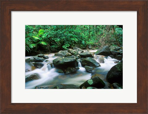Framed Rainforest, Daintree National Park, Queensland, Australia Print