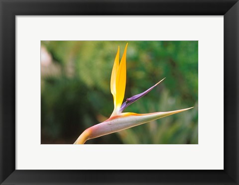 Framed Australia, Queensland, Bird of paradise flower garden Print