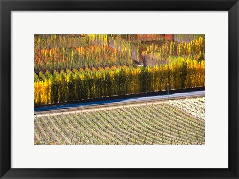 Framed Autumn in Mt Difficulty Vineyard, Central Otago, New Zealand Print