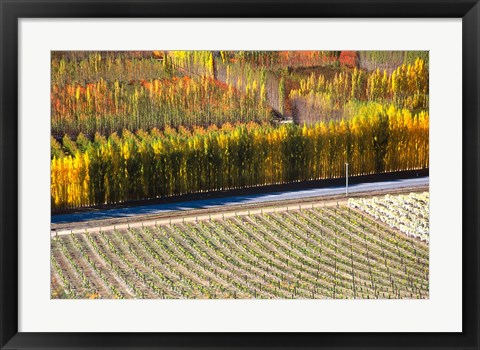 Framed Autumn in Mt Difficulty Vineyard, Central Otago, New Zealand Print