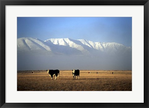 Framed Cows and Hawkdun Range, Maniototo, Central Otago Print