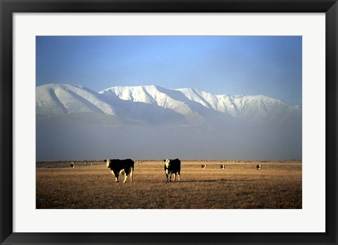 Framed Cows and Hawkdun Range, Maniototo, Central Otago Print