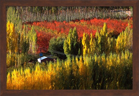 Framed Autumn Colours, Bannockburn, Central Otago, New Zealand Print