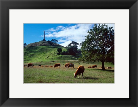 Framed Cows, One Tree Hill, Auckland Print