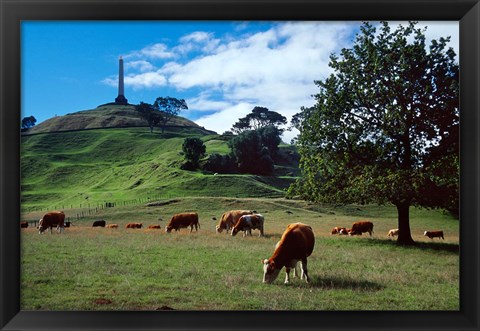 Framed Cows, One Tree Hill, Auckland Print