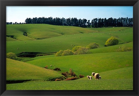 Framed Farmland Near Clinton, New Zealand Print