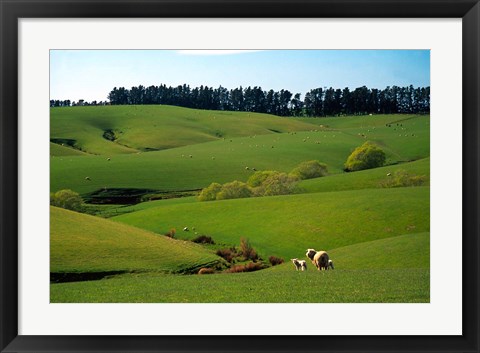 Framed Farmland Near Clinton, New Zealand Print