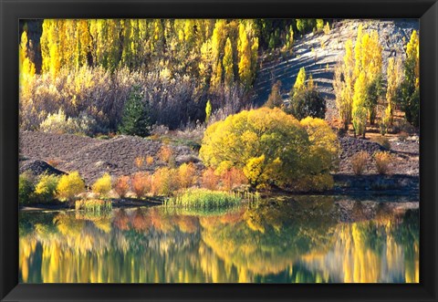 Framed Autumn Colours, Lake Dunstan, Central Otago, New Zealand Print