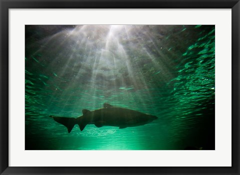 Framed Australia, NSW, Sydney, Gray Nurse Shark tank Print