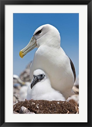 Framed Australia, Tasmania, Bass Strait Shy albatross with chick Print